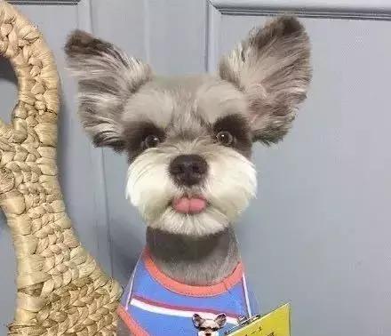 百变雪纳瑞造型