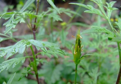 鬼针草可以当菜吃吗鬼针草可以泡茶喝吗