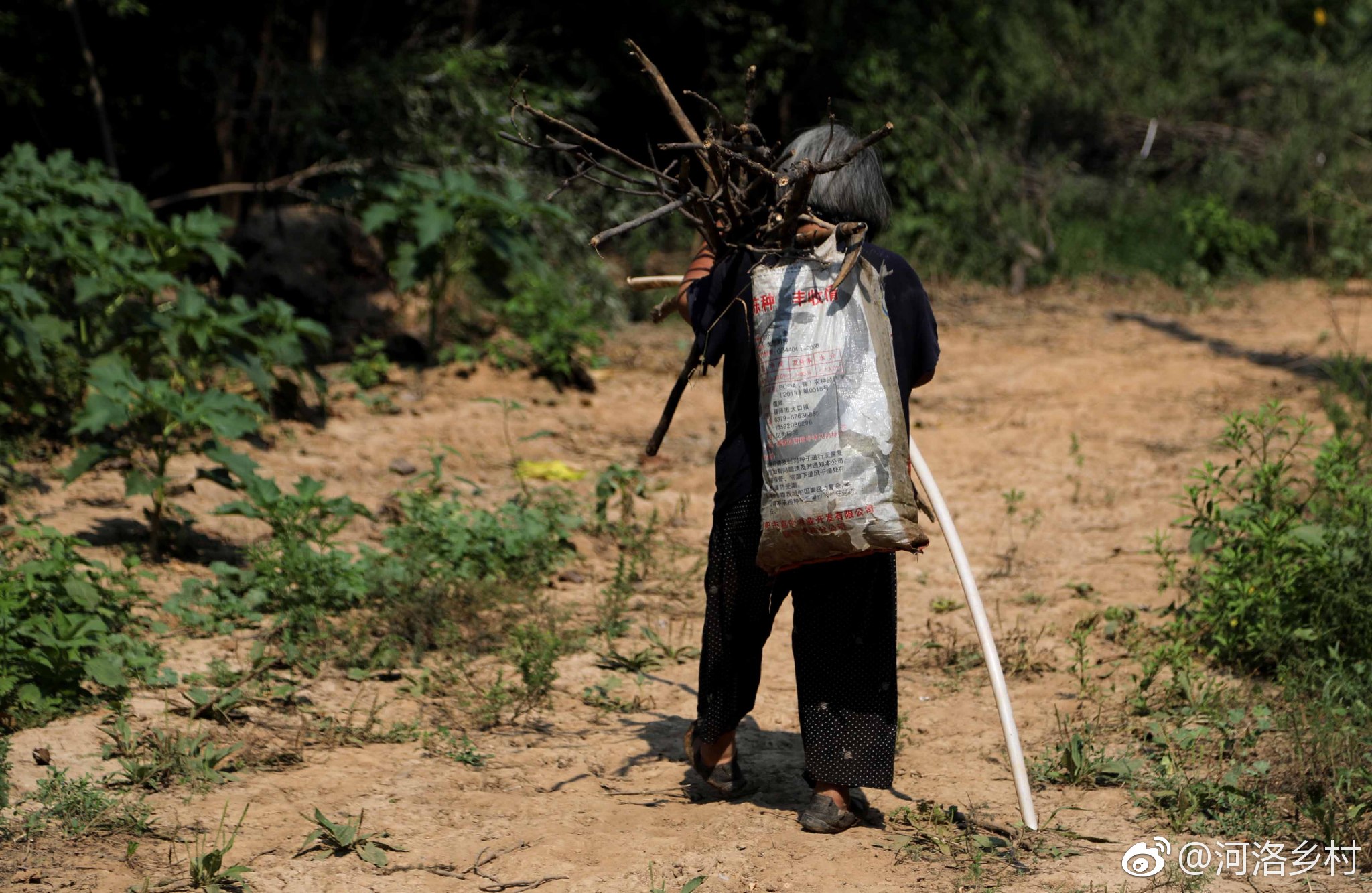 75岁老人步履蹒跚捡柴烧饭,住在土窑洞里,一人孤独晚年,想哭