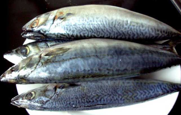 青鳞鱼掖县莱州物美价廉的海味