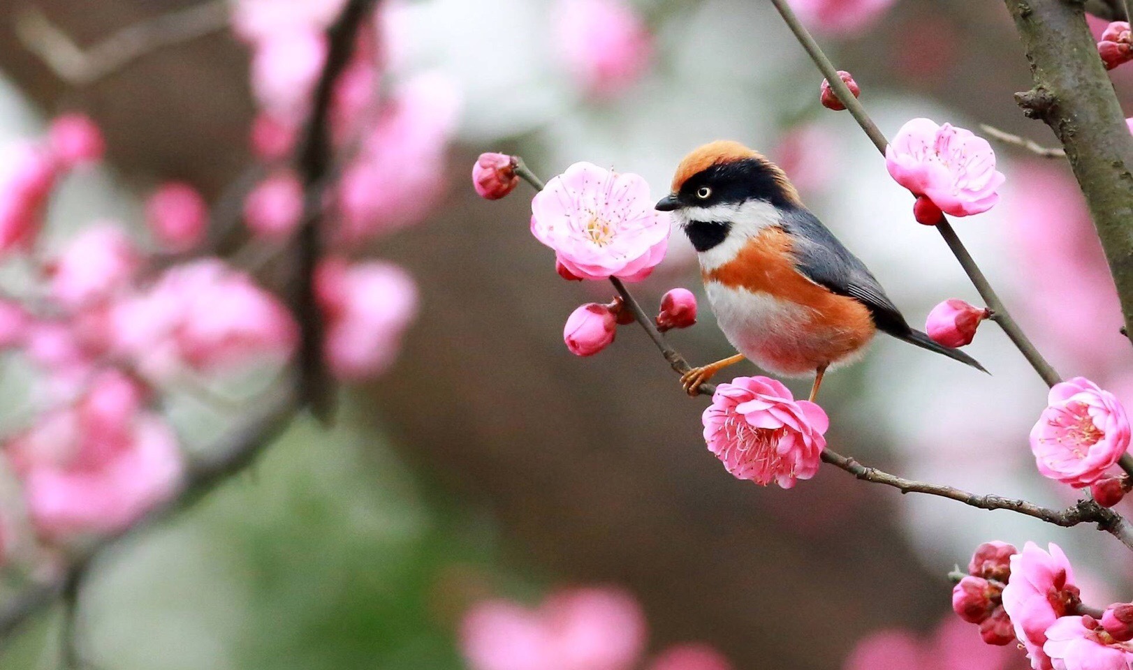 春眠不觉晓处处闻啼鸟早上好