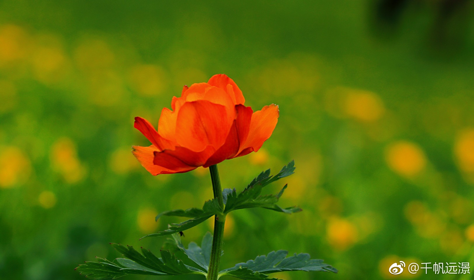 金莲花,喀纳斯花季的使者.在喀纳斯辽阔的草原上