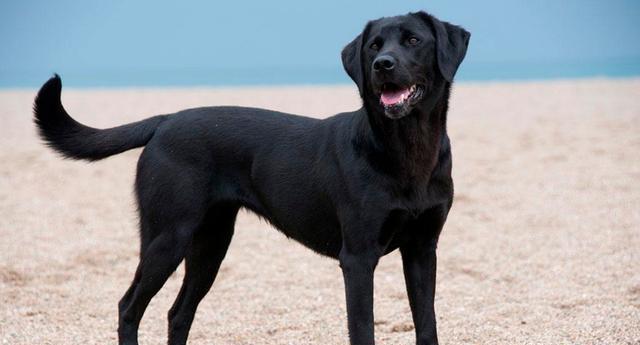 网友晒出100元的黑色拉拉照片,朋友都笑喷了:这叫我拉的最多