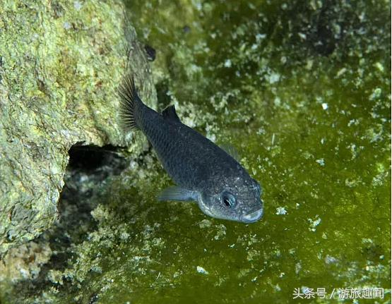 美男子醉酒跑到死亡谷洗澡,弄死一条小鱼,被全网追捕!