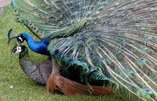 一群伪装成孔雀的鸡