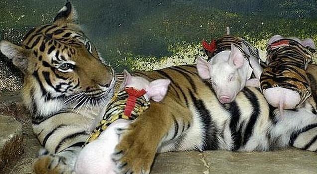 虎妈因早产丧子不肯进食, 动物园竟把小猪假扮虎宝宝劝它进食?