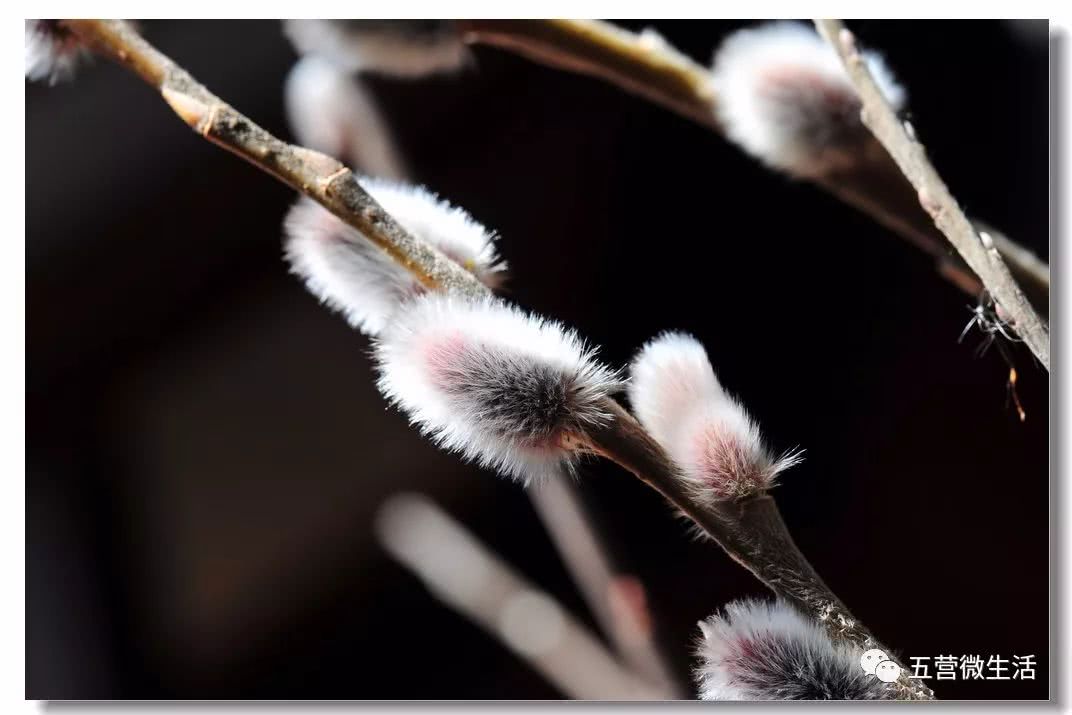 然而在河岸沟渠附近的柳树林,开始涌动生机,它们渐渐舒展枝条.