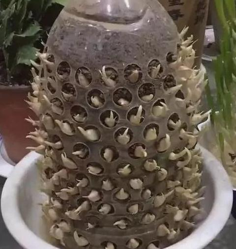 傻子才扔"空油桶"!用来"养花种菜",种的多还省地方