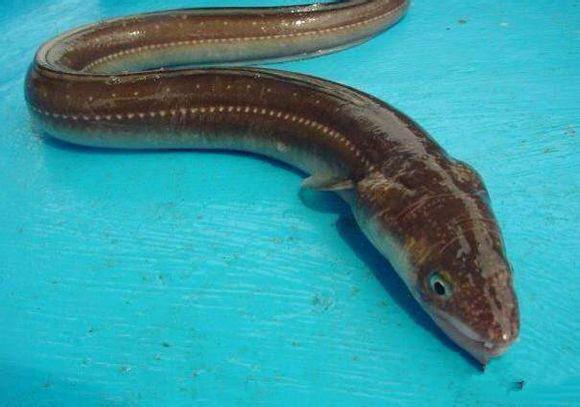 44 虎蠓——斑纹蟳