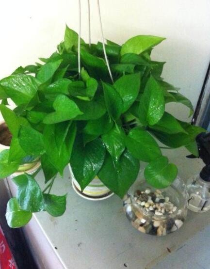 过期药片恰好是绿萝植物的好养料一旦绿萝吃上它猛长不停