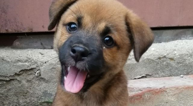 中华田园犬其实一点都不土,土的是那颗崇洋媚外的人心!