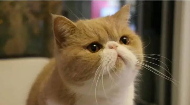 肥肥喵星人"加菲猫",更肉,更胖,更圆!