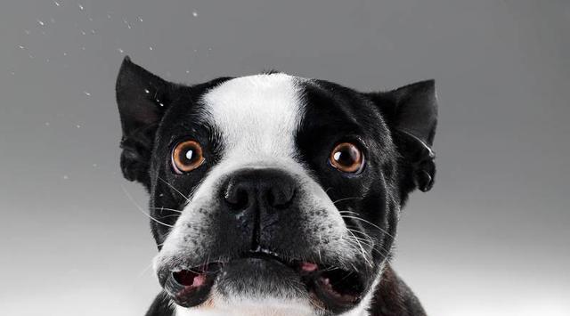 法国斗牛犬霸气又可爱