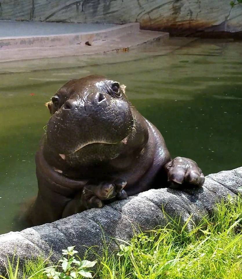 一只爱吐舌头的小河马