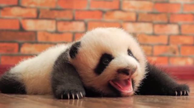 熊猫梦竟图片