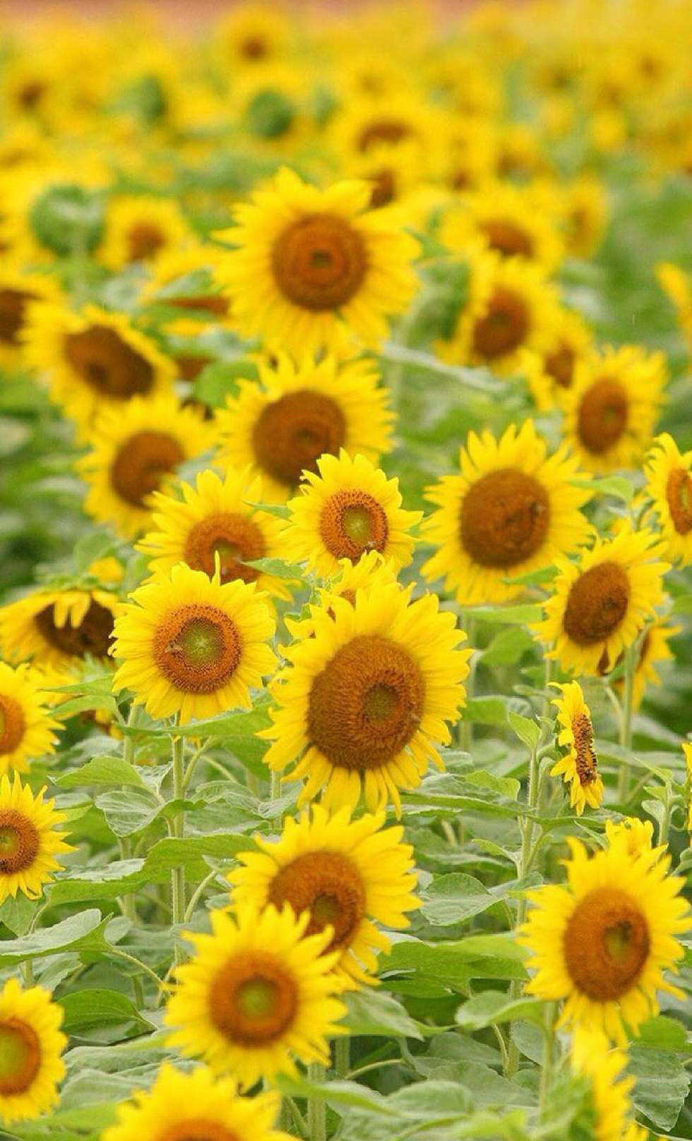 唯美向日葵亮丽黄色让心情变美高清手机壁纸