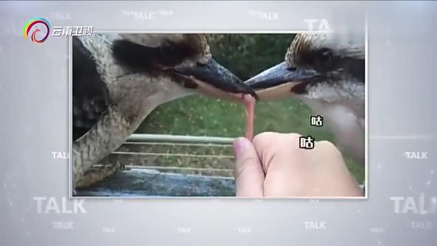 你见过动物这样交流的吗？网友神配乐竟这么搭