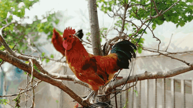 喜大普奔今天起全国各地都能叫到临沂的炒鸡了