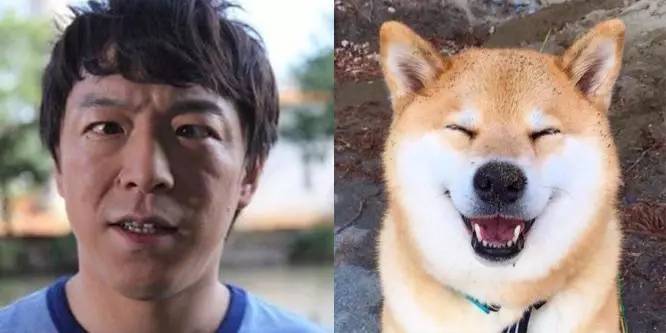因为秋田犬和柴犬之间相似点颇多,我们黄渤影帝一下子就撞脸了两个