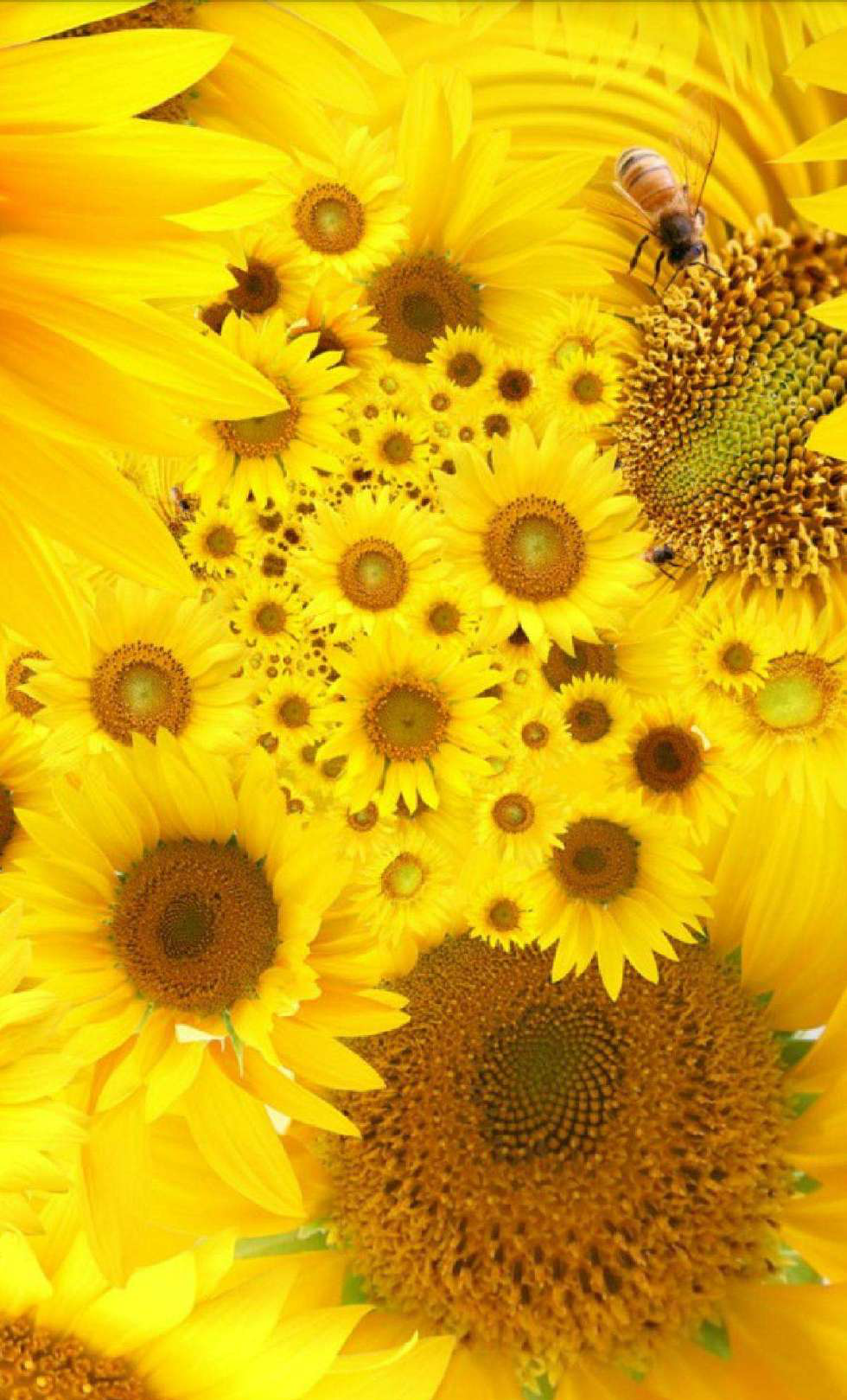 唯美向日葵亮丽黄色让心情变美高清手机壁纸