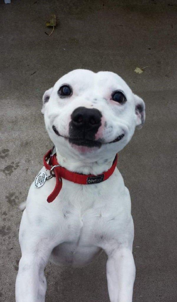 见过狗狗笑的照片吗会让你也笑个不停的