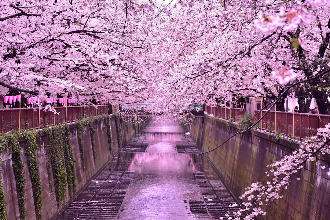 樱花下落的速度,是每秒五厘米,这目黑川的樱花