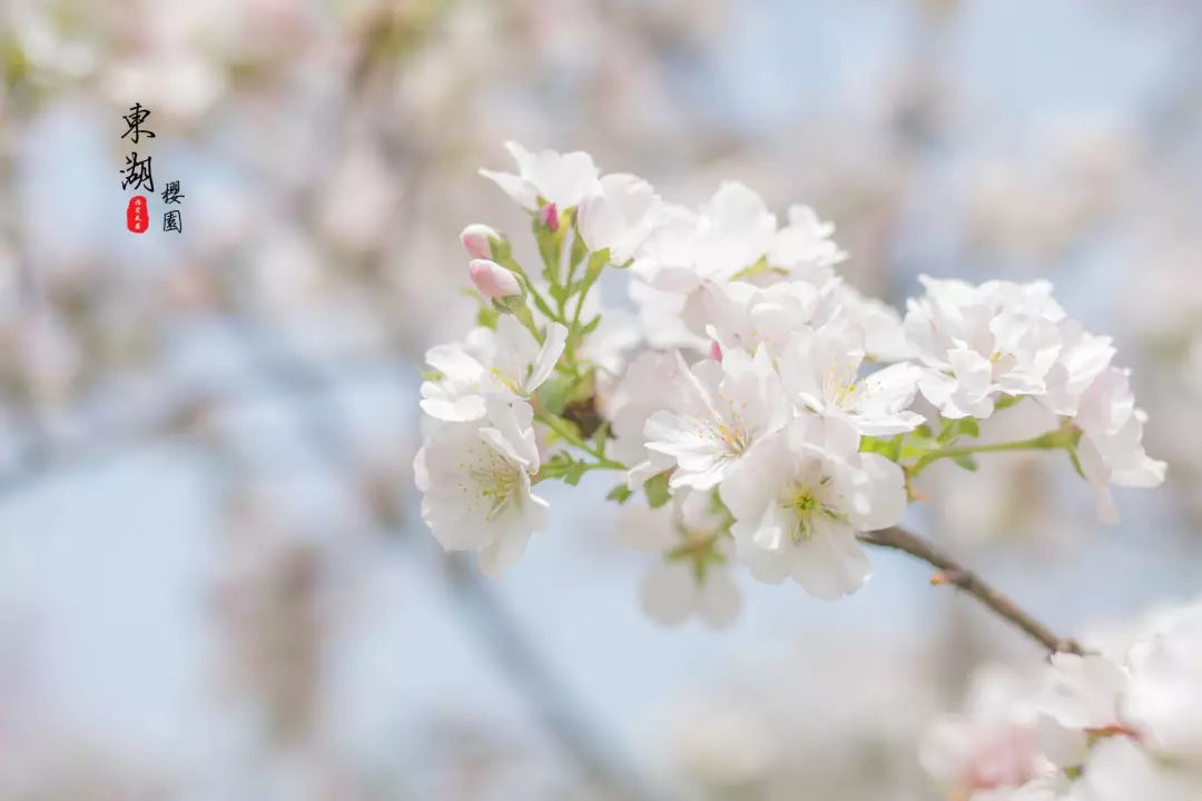 花朵很大的淡紫红色半多瓣樱花花叶同放朱雀春叶紫褐色,花蕾红色,花