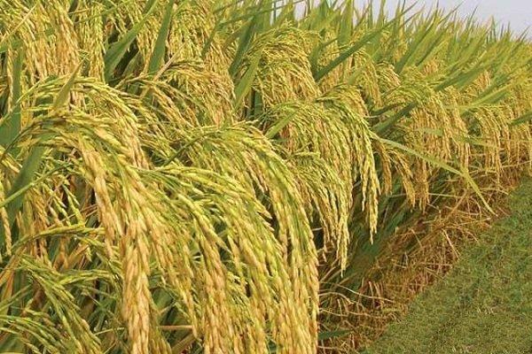 小暑期间,水稻田间的这五项管理要注意,农民朋友了解一下