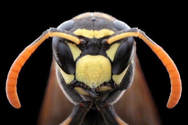 昆虫头部, 终于知道女人害怕虫子的原因了|外星人|复眼|昆虫_新浪新闻