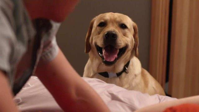 训练狗狗有技巧,手势跟语气都是很关键的!怎么操作现在教给你!