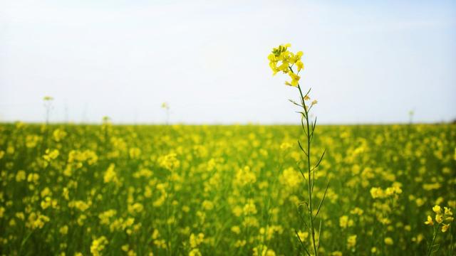 未来七天,难题逐个被击破,心情大好,生活也充满希望的星座!