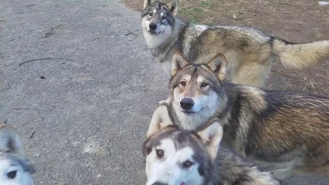 当哈士奇和狼在一起,狼被二哈带跑偏了.