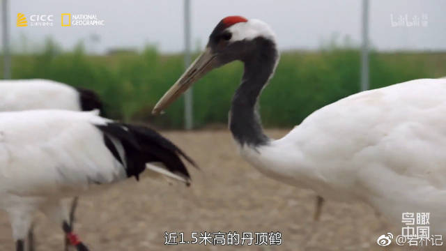 丹顶鹤，拉丁文学名Grus japonensis_新浪新闻  