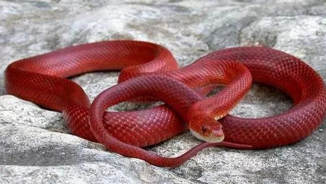 老人下葬时突见红蛇, 跟着村内起火, 有孩子看见老人骑着条龙来过