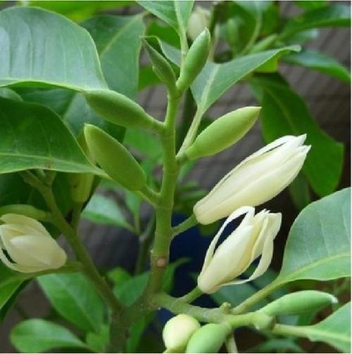 养殖白兰花还是比较简单的哈!