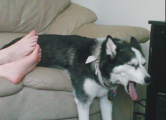 当猫咪和二哈闻主人脚后,看二哈的表现,网友:这才是纯种的二哈