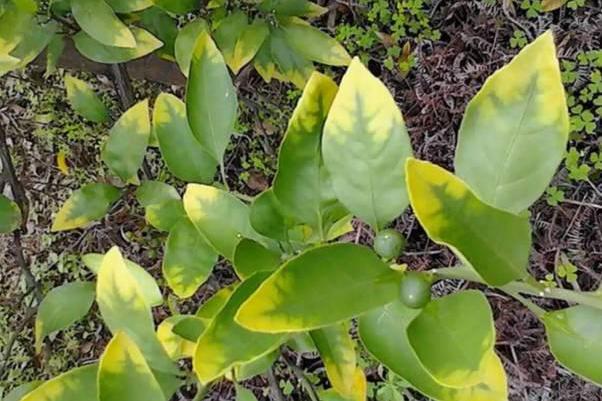 柑橘幼果期叶片黄化这是在提醒你还债不注意会造成减产