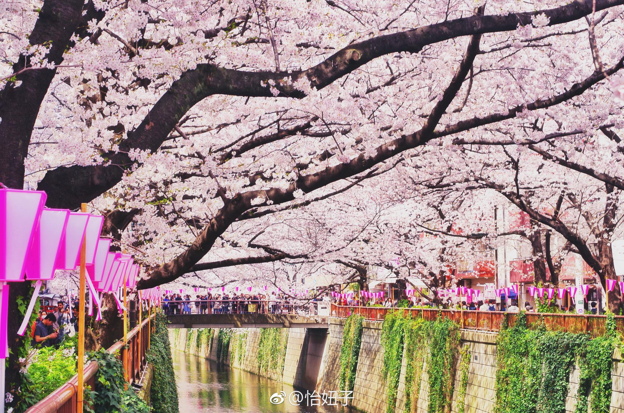 今儿去东京的樱花胜地目黑川给大家直播哦_新浪看点