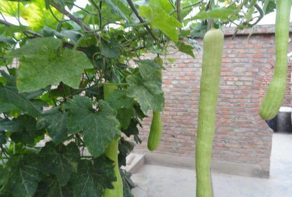 砍掉一半还能长好的瓜, 种一棵从结果吃到秧死, 晒干了还能做成干