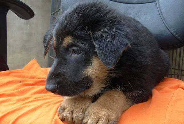 拥有此狗的请善待他们,谢谢了|昆明犬|黑背|品系_新浪新闻