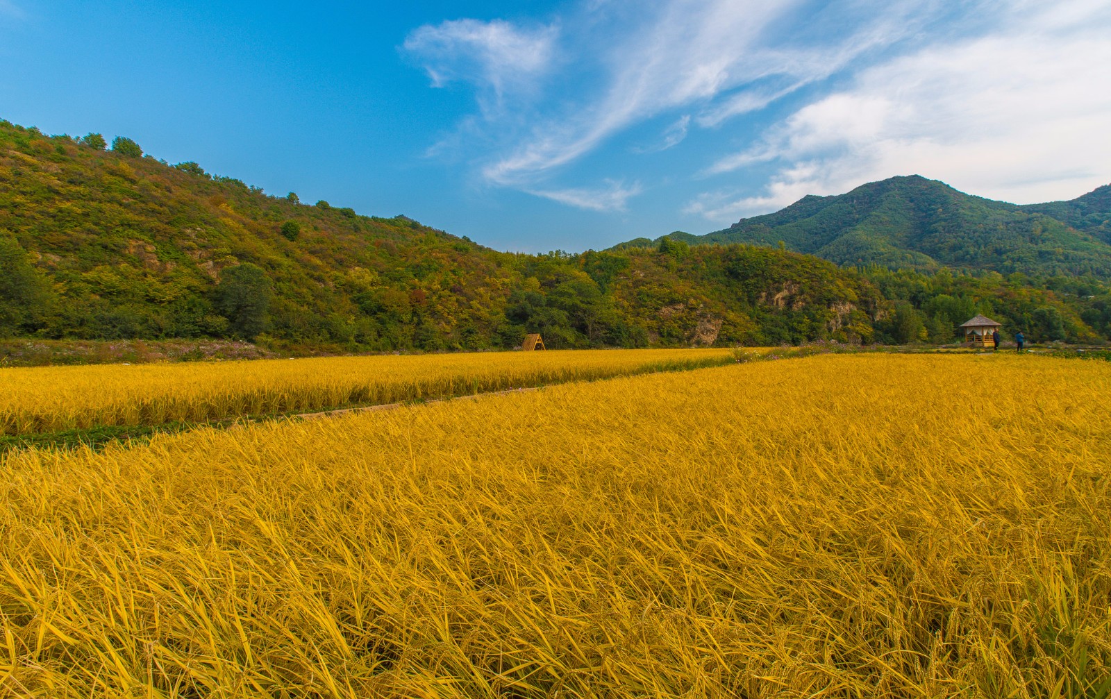 这个地方的稻田私藏了承德醉美的秋天