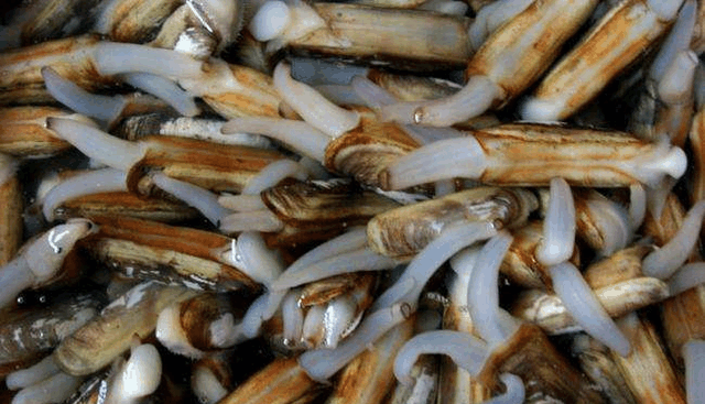 剥开蛏子, 发现这东西, 以为是寄生虫, 真相反转太厉害