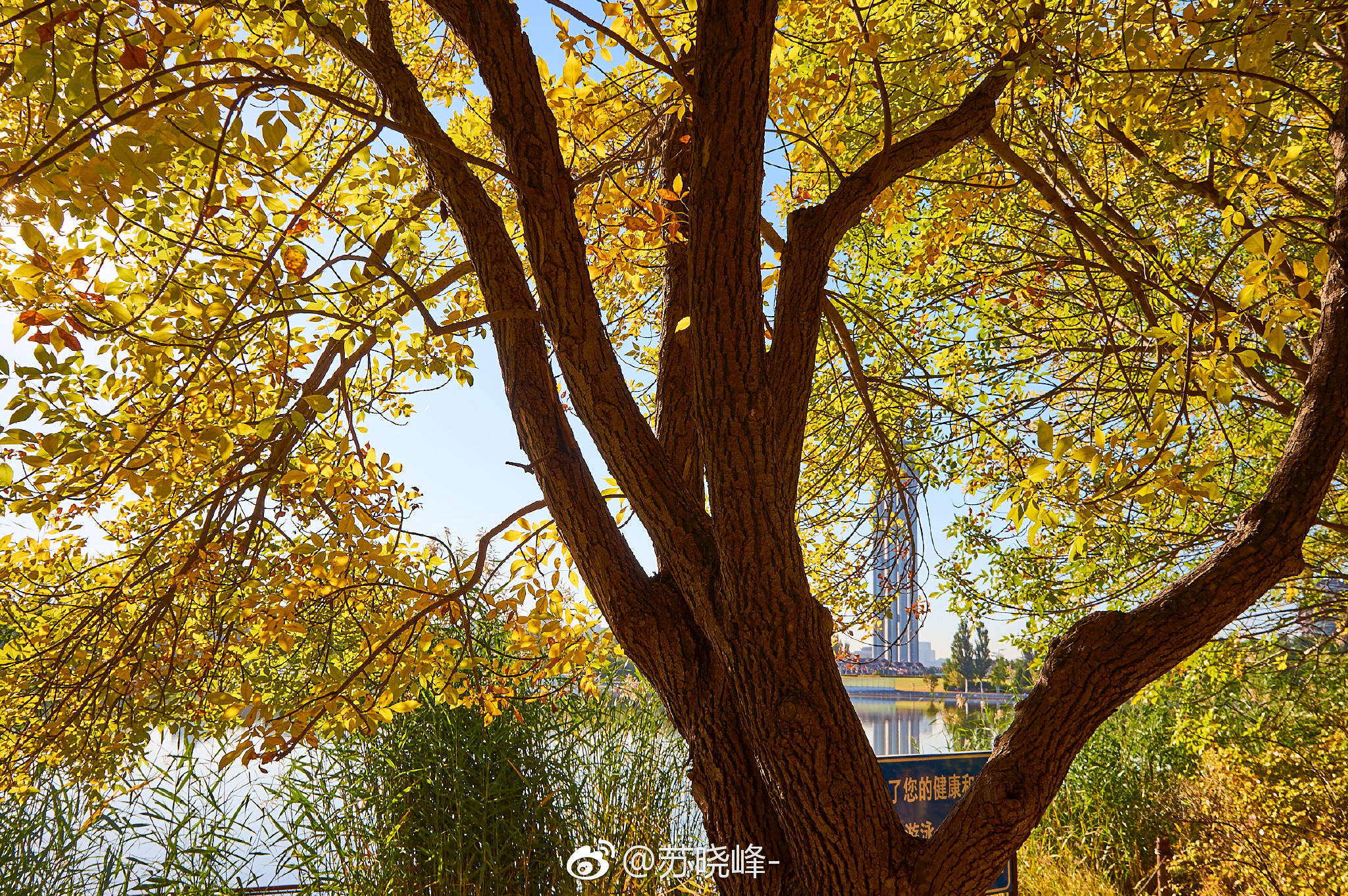 奥森秋天的使者白蜡树已经黄了