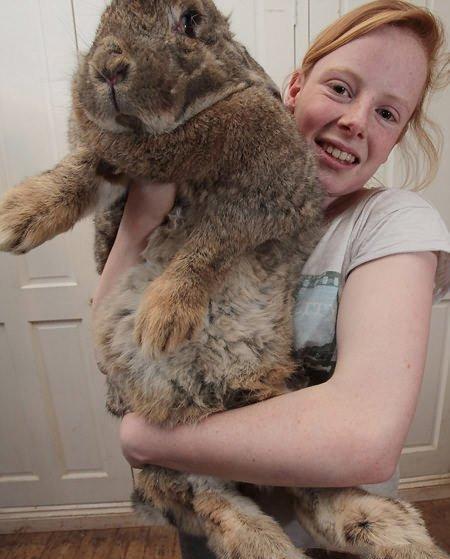 澳大利亚最大的兔子图片