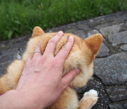 为什么有人一看到狗狗的后脑勺就忍不住想去摸?