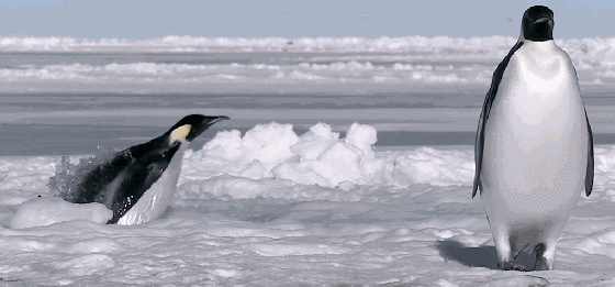 也抓拍到了生物们的顽强生存…   天寒地冻给予了生