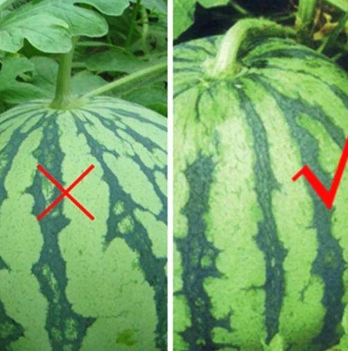 炎炎夏日,教你如何挑到好吃的西瓜!