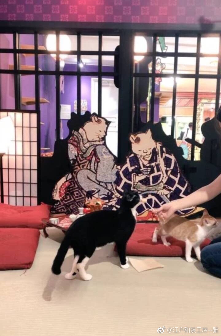 江户猫咪茶屋 江户猫咪茶屋