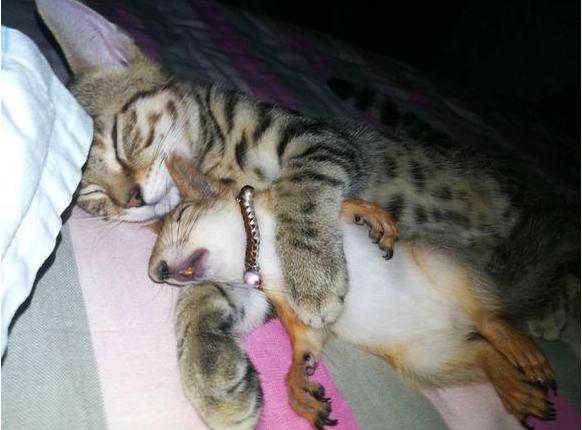 回家看到猫咪搂"老鼠"在睡觉,赶紧喊来老公,才发现自己被骗了