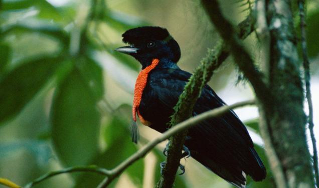 第六,辉伞鸟:是伞鸟科,伞鸟属的一种鸟类动物,生活在南美洲丛林中.